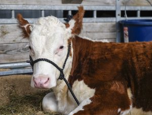 Monongalia County Fair and 4-H part ways, at least temporarily